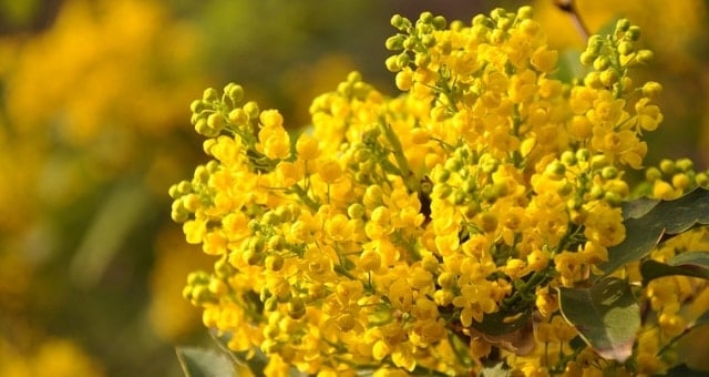 Festa donna 8 marzo: frasi d’auguri, immagini WhatsApp ed eventi a Venezia e provincia