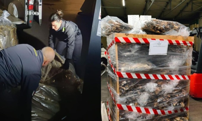 Sequestrata una tonnellata di pesce non tracciato dalle Fiamme Gialle di Jesolo