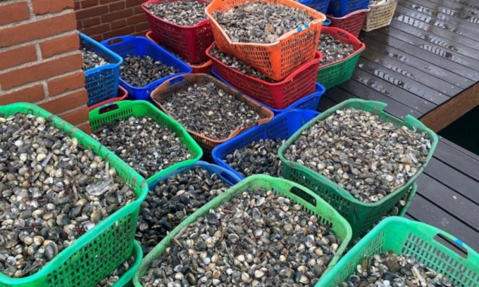 Sequestrate a Chioggia tre tonnellate di vongole non tracciate e attrezzature per oltre 100mila euro