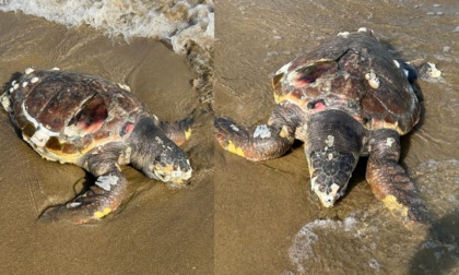 Quattro tartarughe trovate morte sulle spiagge di Bibione: una aveva segni di tranciamento da eliche