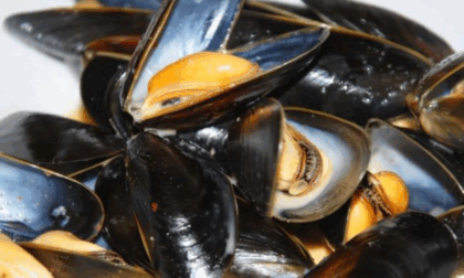 Cozze prodotte a Chioggia richiamate per la presenza di un batterio