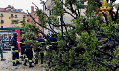 Leccio in Piazzale Roma: si sapeva anche prima del crollo che era malato