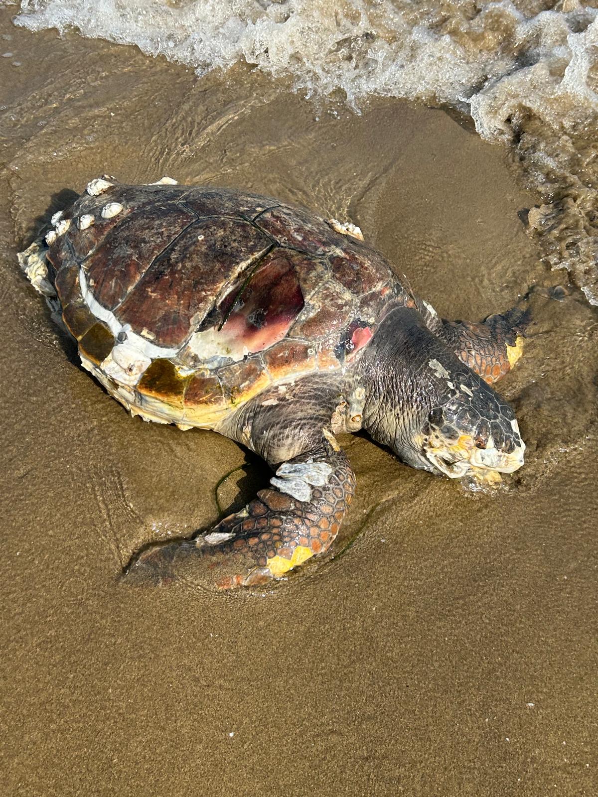 tartarughe bibione