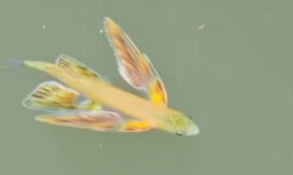 Misterioso "pesce volante" nei rii di Cannaregio