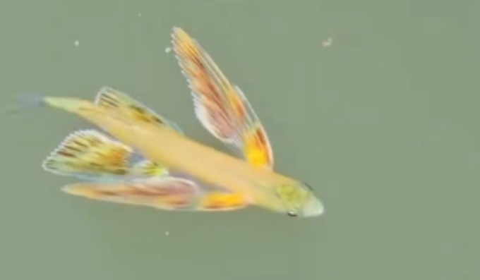 Misterioso “pesce volante” nei rii di Cannaregio
