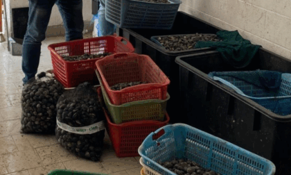 Scoperto centro abusivo per lavorazione e spedizione di molluschi, sequestrati oltre 100 kg di vongole