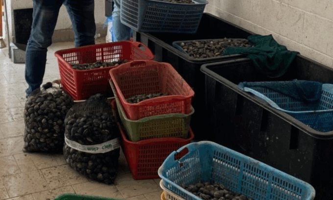 Scoperto centro abusivo per lavorazione e spedizione di molluschi, sequestrati oltre 100 kg di vongole