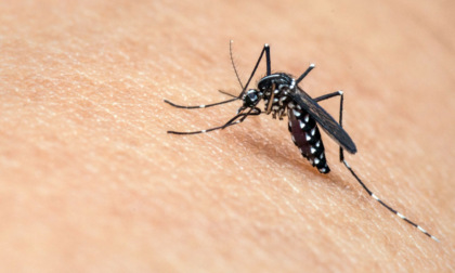 West Nile, nel Lazio prima vittima italiana del 2025: in Veneto un caso di febbre lieve