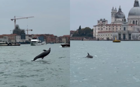 Delfino salta “felice” nel bacino di San Marco a Venezia, ma i residenti lanciano l’allarme: “E’ in pericolo”