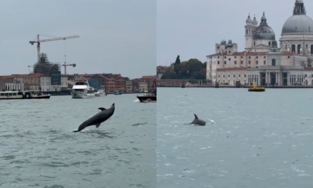 Delfino salta "felice" nel bacino di San Marco a Venezia, ma i residenti lanciano l'allarme: "E' in pericolo"