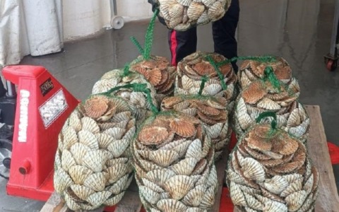 I Carabinieri sequestrano un quintale di capesante sottomisura dal valore di 1.500 euro