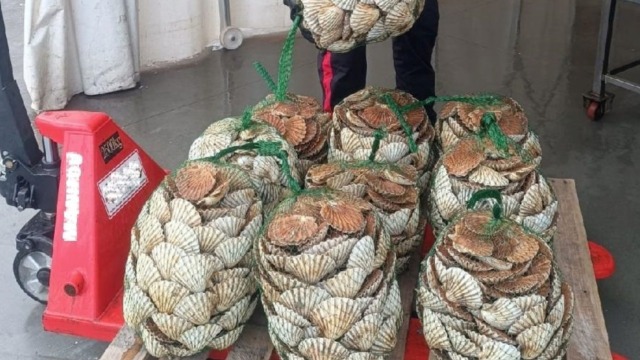 I Carabinieri sequestrano un quintale di capesante sottomisura dal valore di 1.500 euro