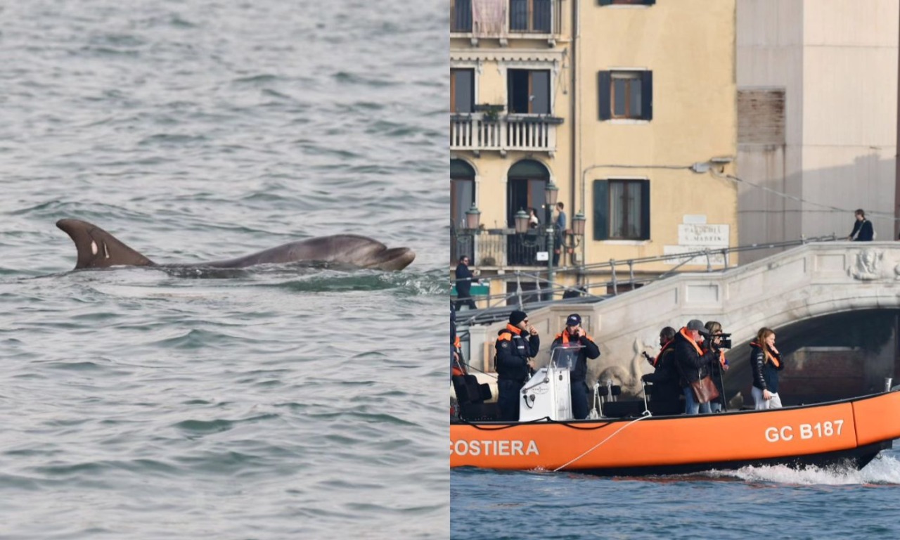 Il delfino Mimmo allontanato dal bacino di San Marco, ma dopo poche ore ritorna