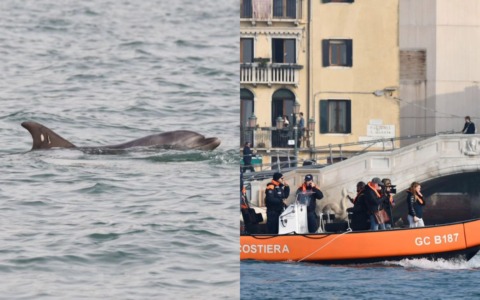 Il delfino Mimmo allontanato dal bacino di San Marco, ma dopo poche ore ritorna