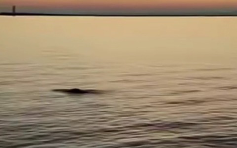 Dopo il delfino Mimmo, nella laguna di Venezia arriva una foca monaca