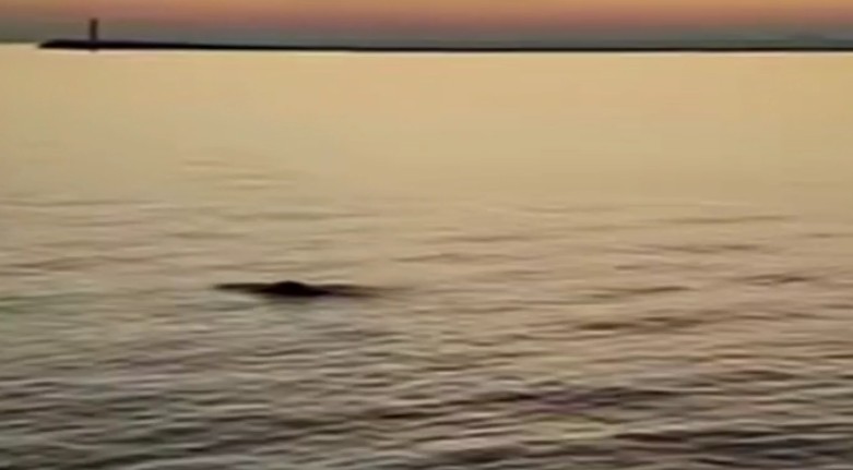 Dopo il delfino Mimmo, nella laguna di Venezia arriva una foca monaca