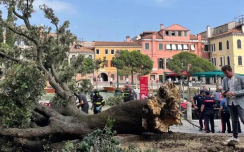 Leccio caduto in Piazzale Roma, via ai risarcimenti dell’assicurazione comunale per i feriti