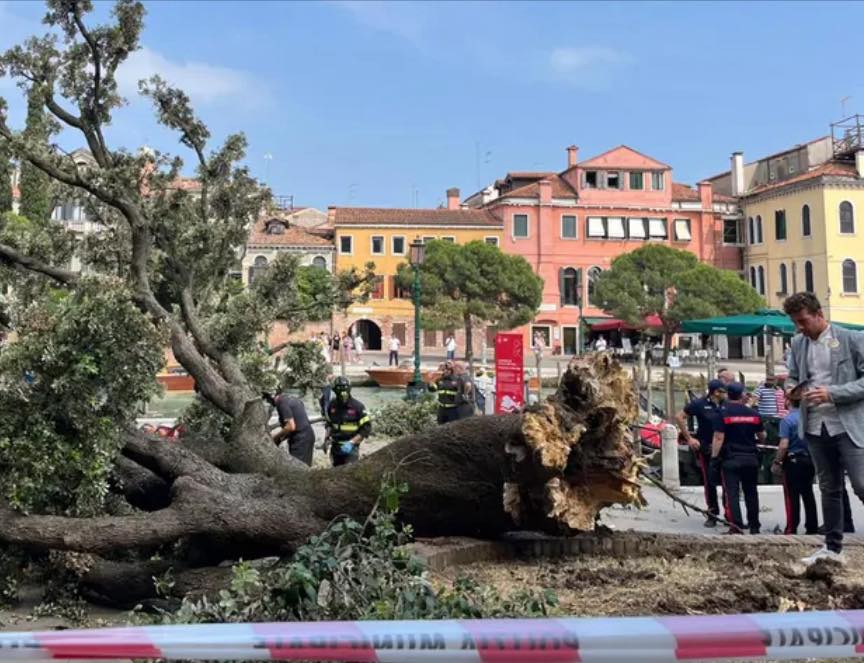 Leccio caduto in Piazzale Roma, via ai risarcimenti dell’assicurazione comunale per i feriti