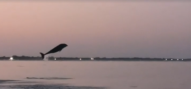 Tutela del delfino Mimmo nella Laguna di Venezia: avviato un piano di monitoraggio