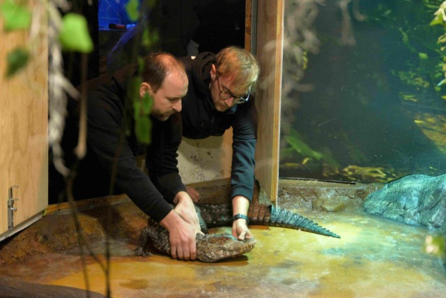 Novità, al Tropicarium Park di Jesolo è arrivato un caimano nano di Cuvier: si chiama Kálmán